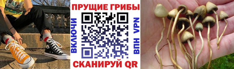 Галлюциногенные грибы Psilocybine cubensis Красноярск